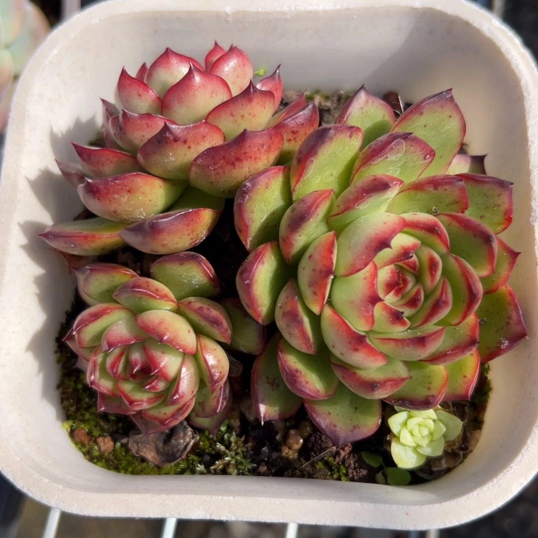 宝丽三头精控多肉38包邮