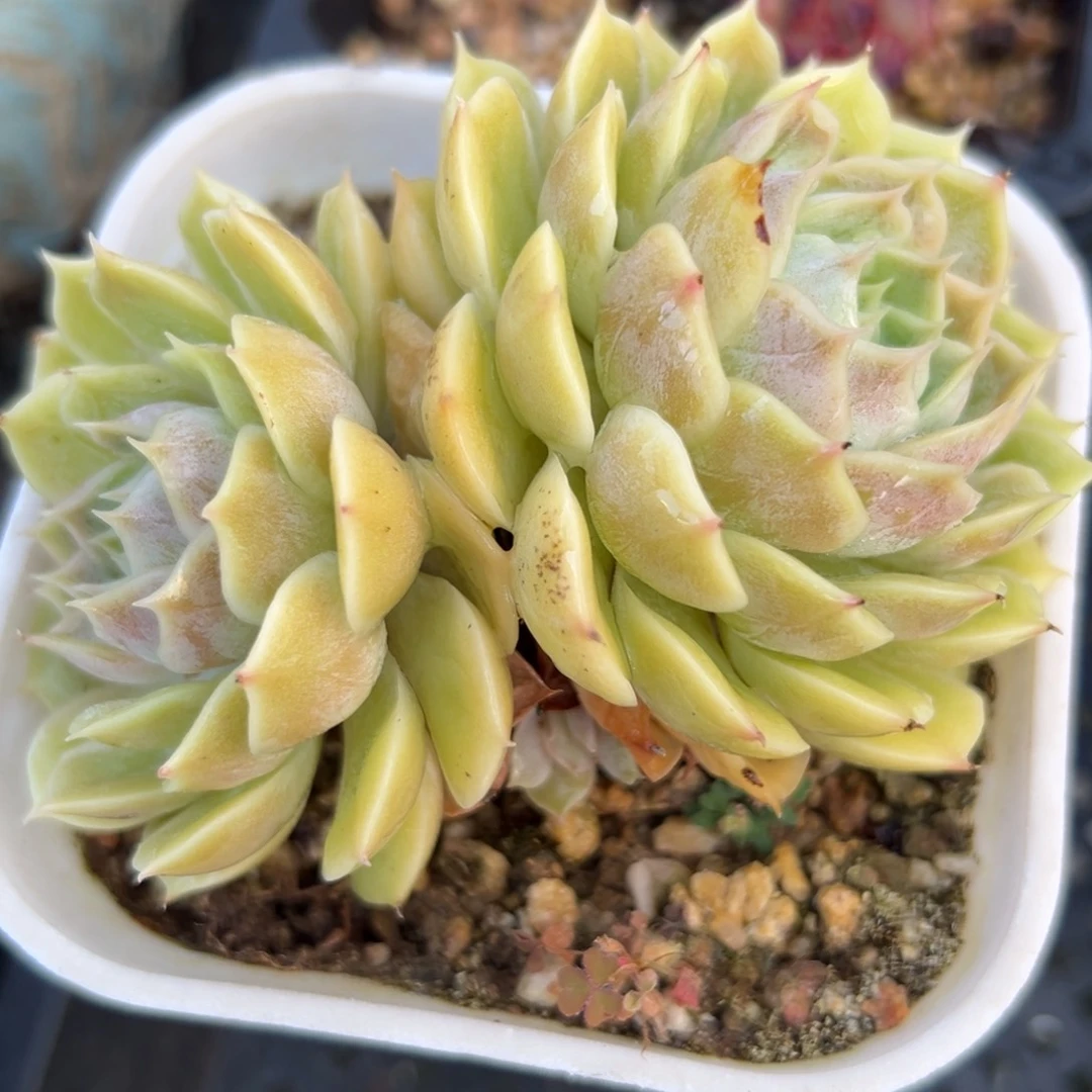 昂斯诺（一物一拍38包邮）