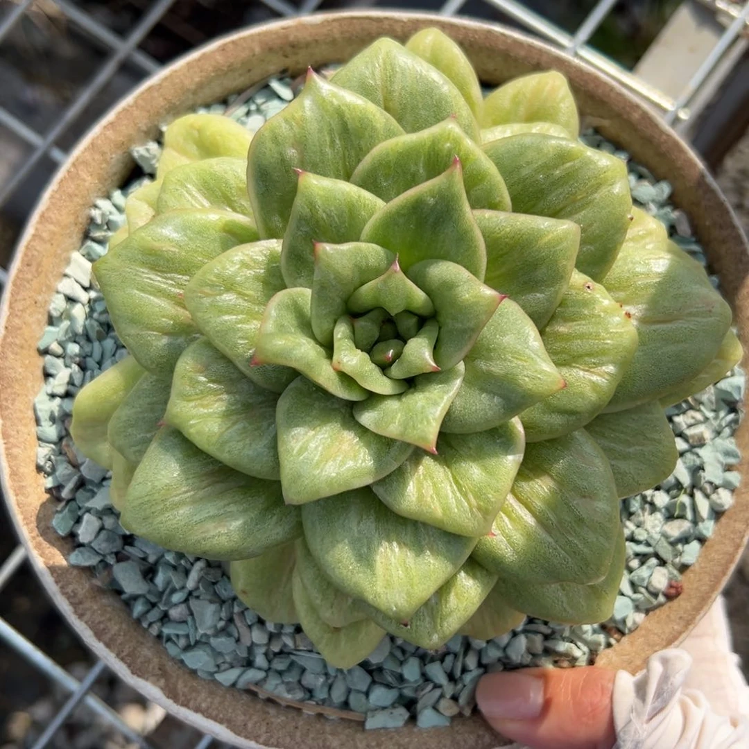 蔷薇玛丽亚锦（满38包邮）多肉