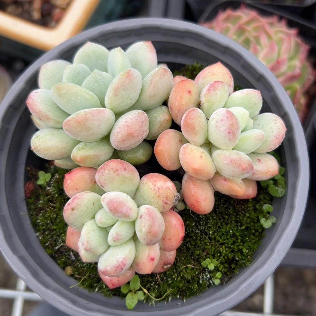 白马（满38包邮）多肉