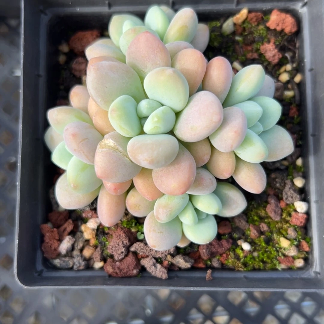 洛神（38包邮精控多肉）