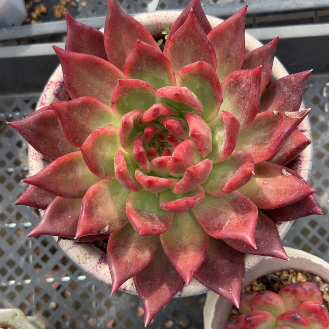 弗兰克精控多肉38包邮