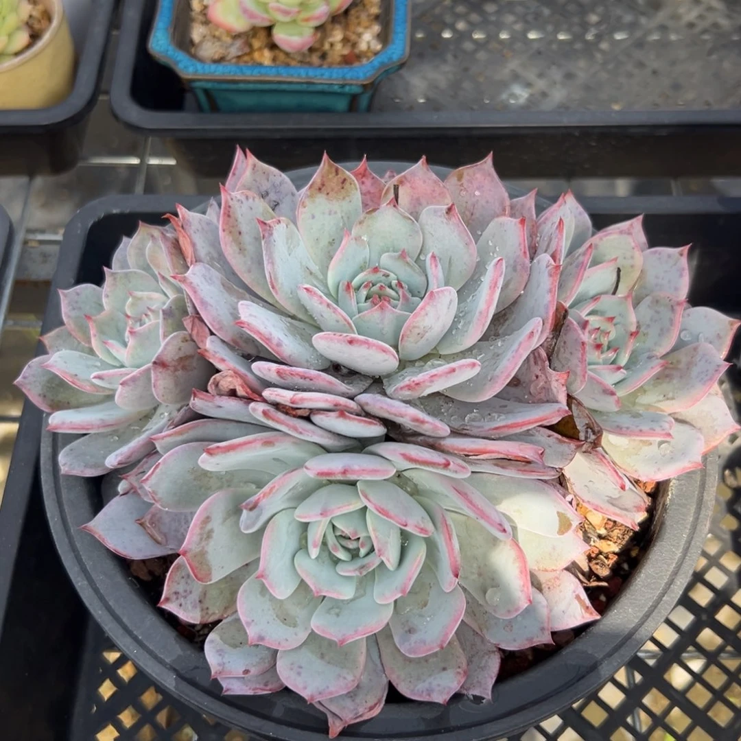 劳雪杂精控多肉38包邮