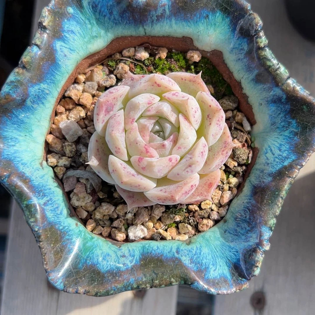 【闪购商品】日****里麦女单头