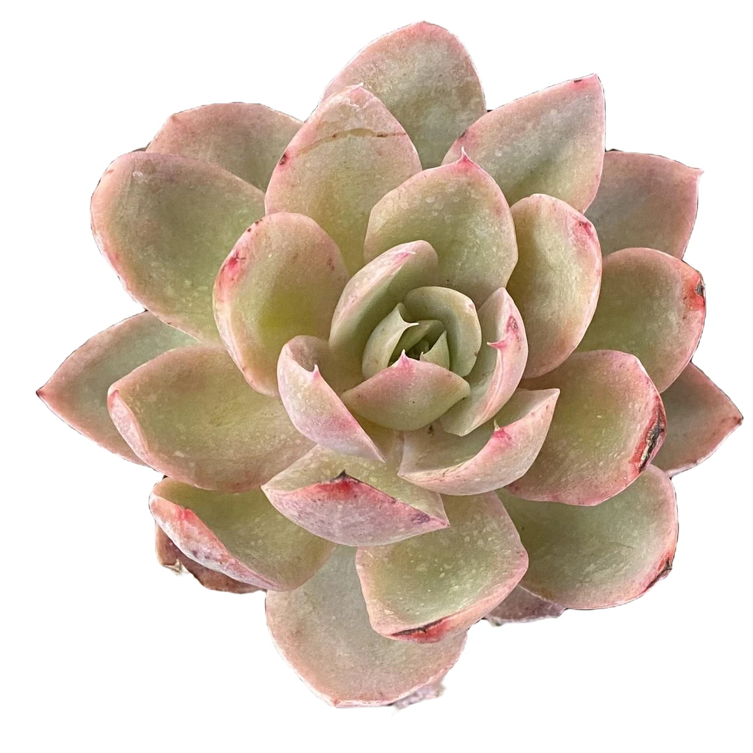 丝绸面纱 2颗【极丽花园多肉植物】