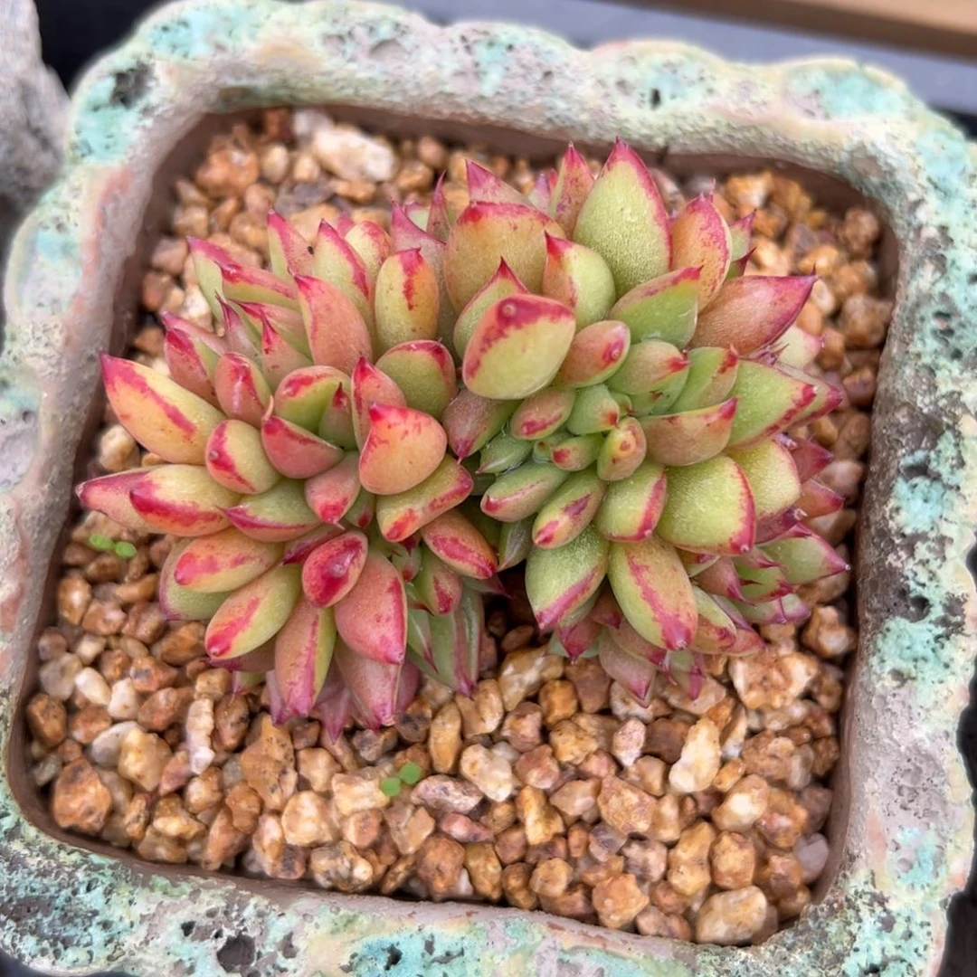 魅灵缀（满38包邮）多肉