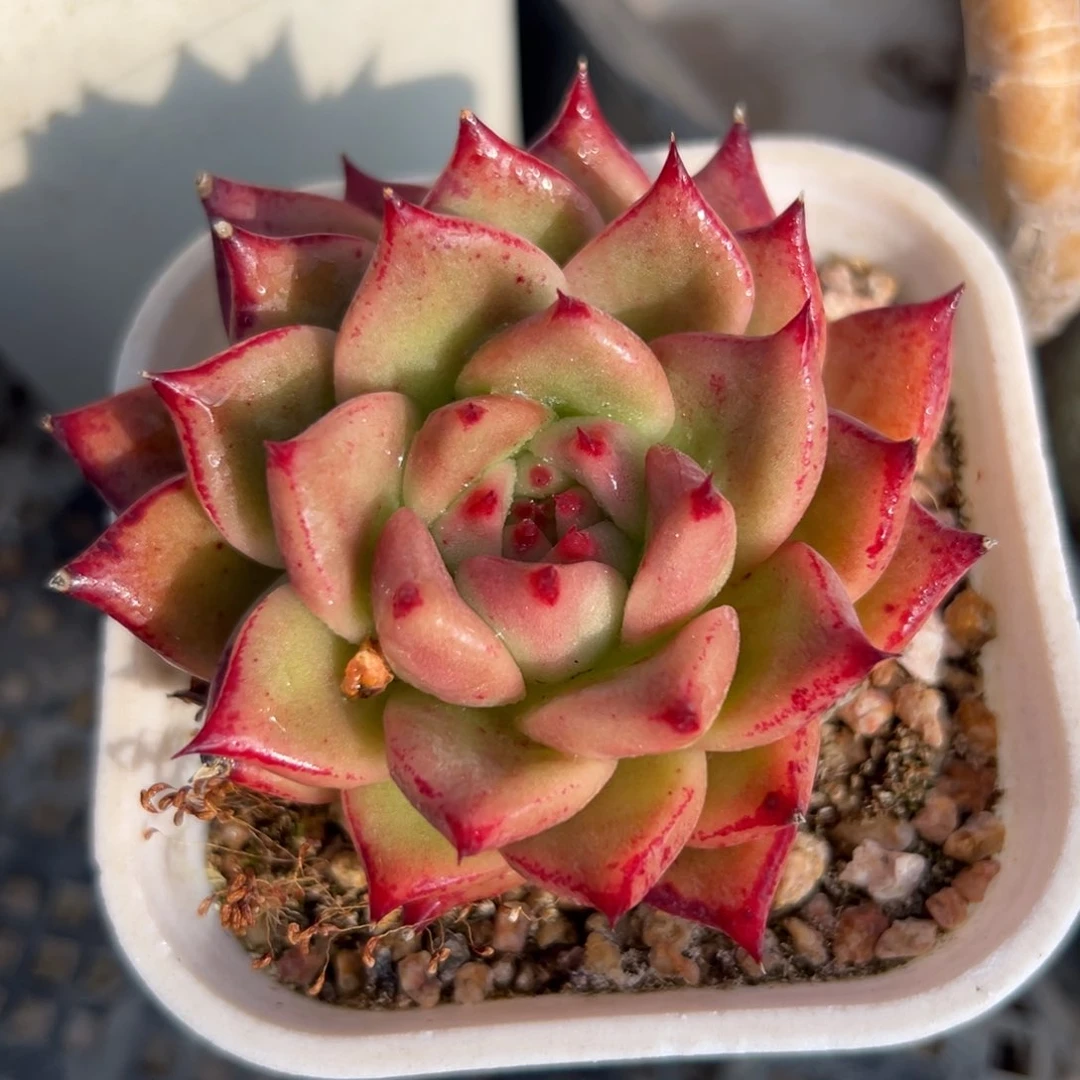 红钻东云（满38包邮）多肉