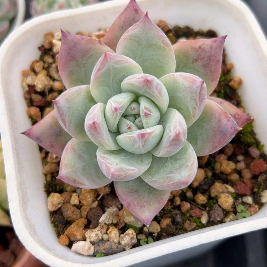 野卡多肉精控38包邮