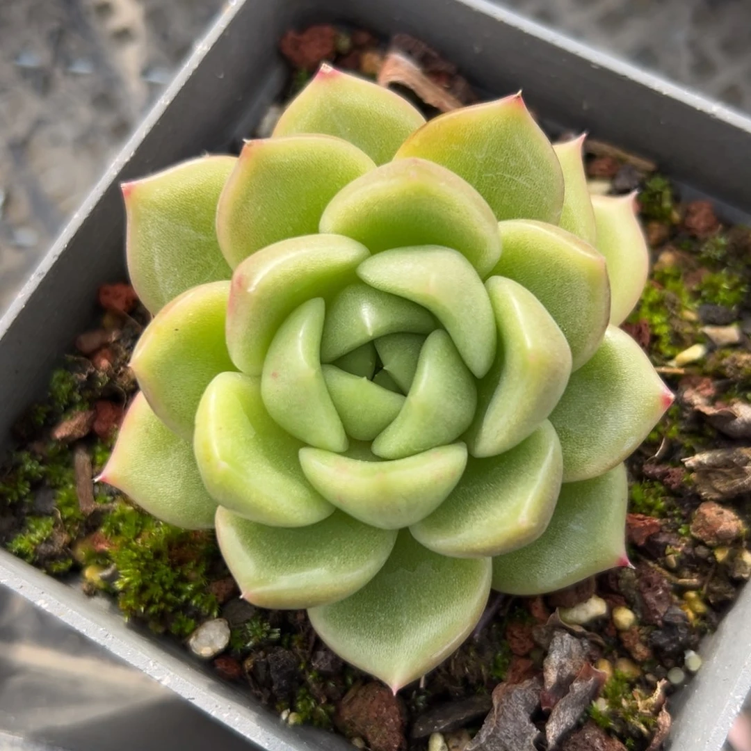 白玫瑰精控多肉38包邮