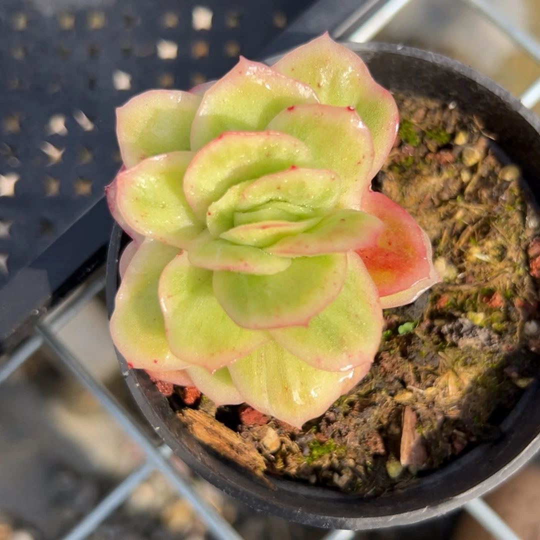 冰玫瑰锦（满38包邮）多肉