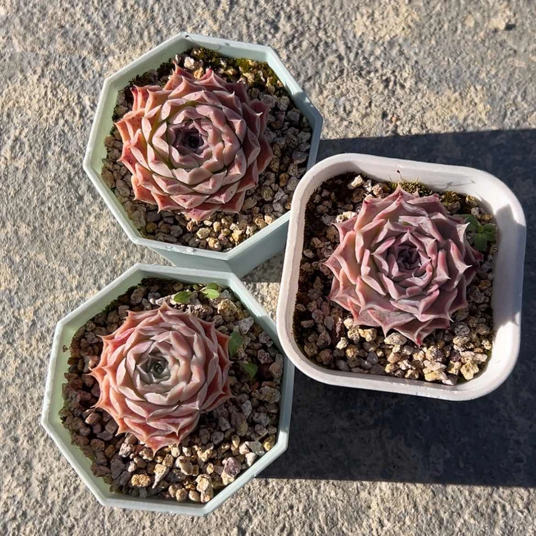 【闪购商品】?****?小红娜3颗多肉