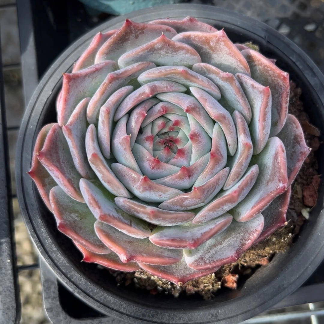 ?***?皮卡丘（满38包邮）多肉