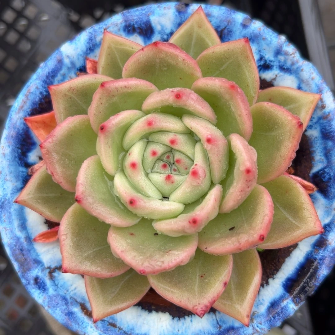 香槟精控多肉38包邮