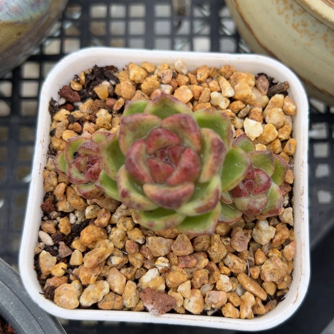 黑水晶（满38包邮）多肉