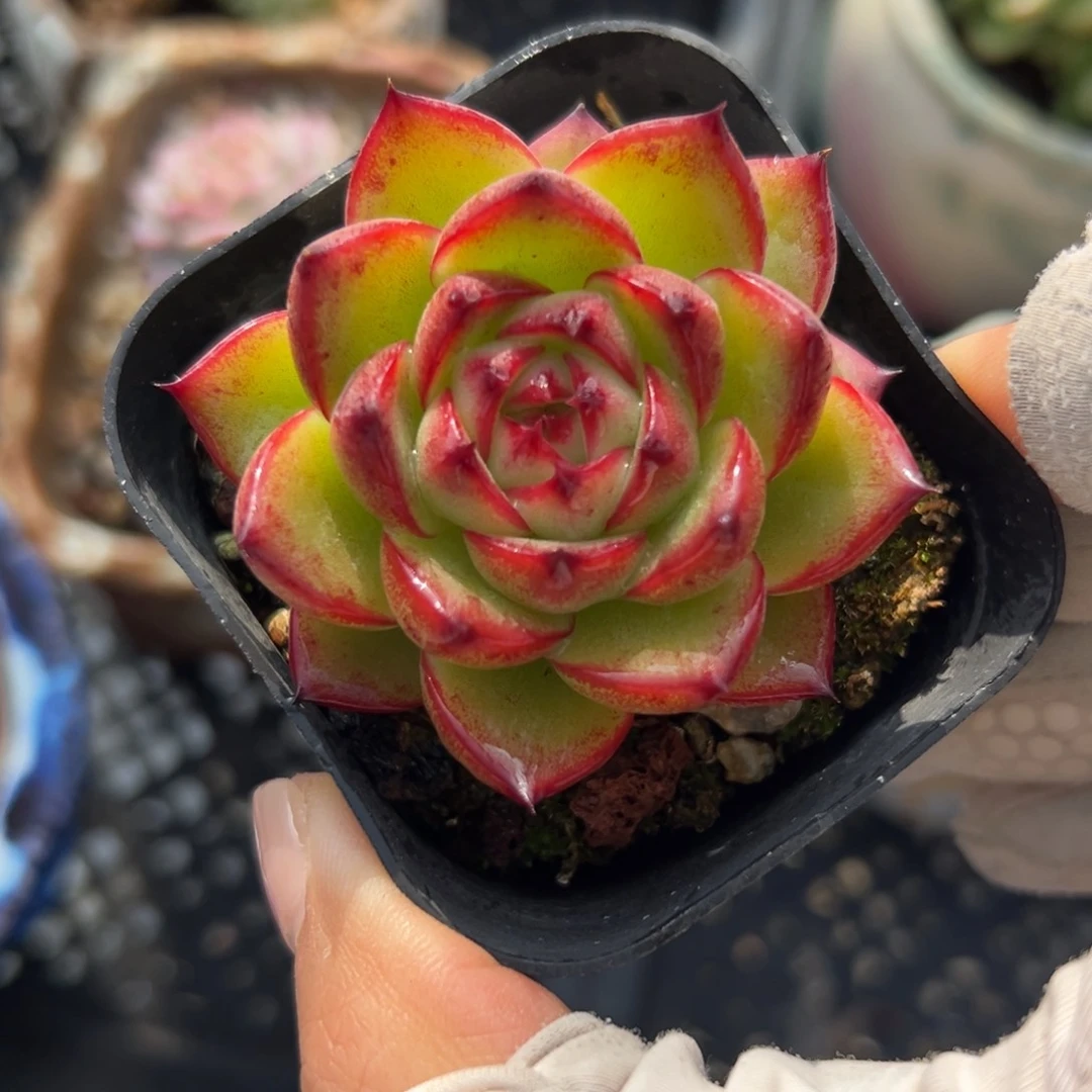 月亮石（满38包邮）多肉