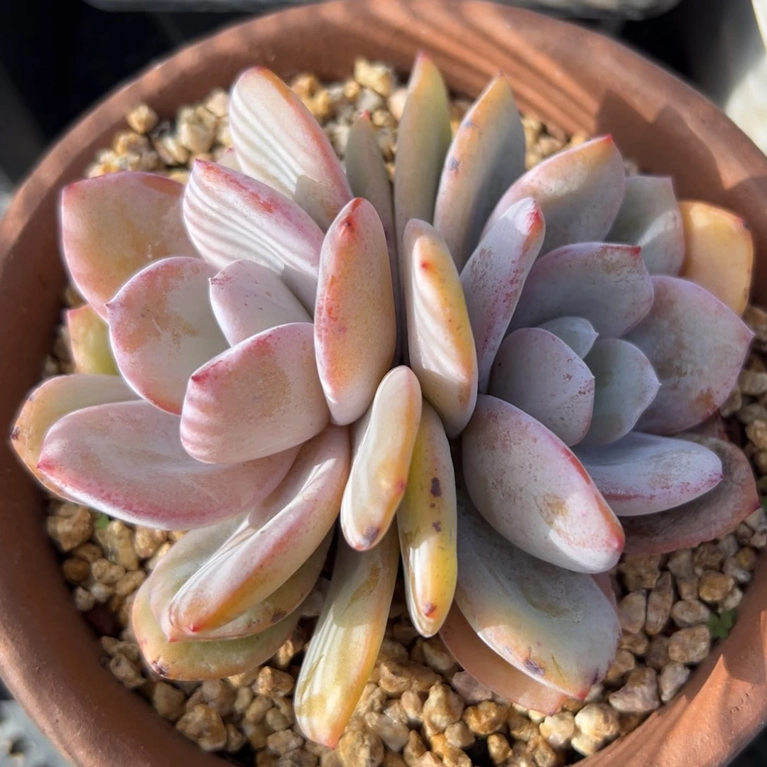 奶茶（满38包邮）多肉