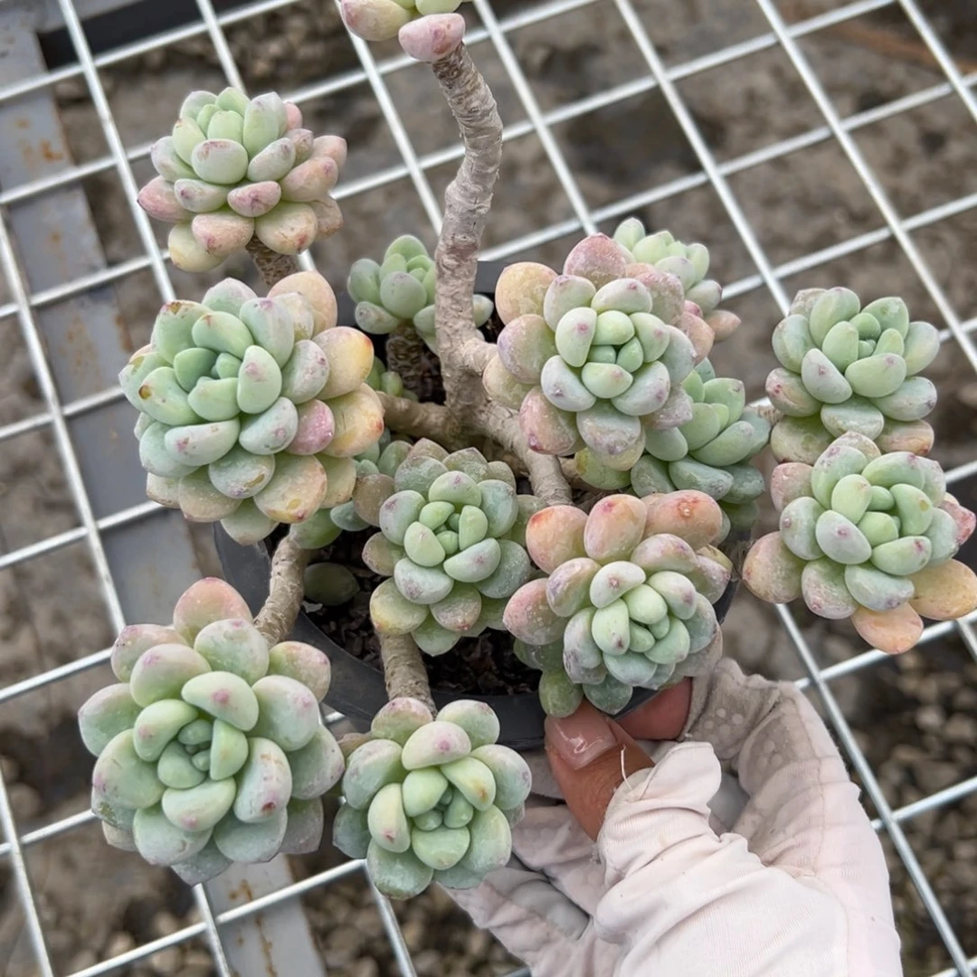 罗琦掉叶片（满38包邮）多肉