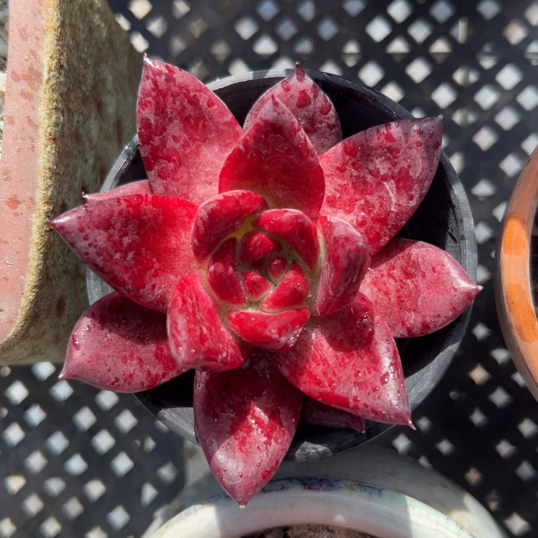 Sp 精控多肉38包邮