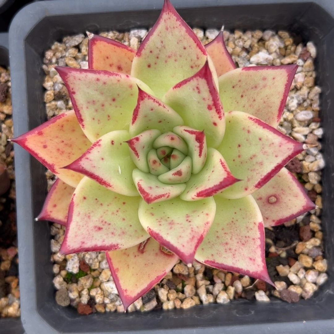 红边乌木多肉精控38包邮