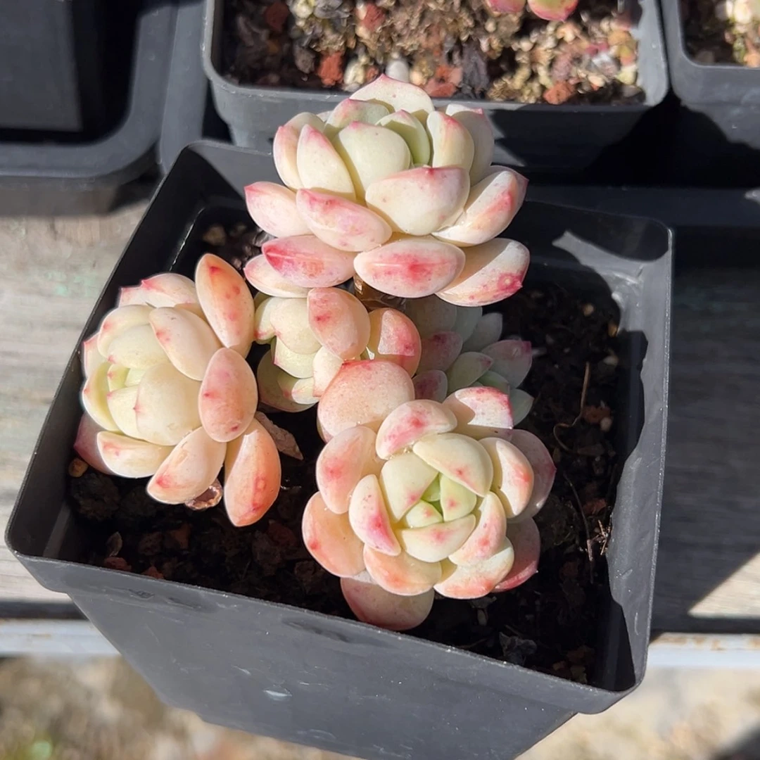 【闪购商品】慕*丽香草