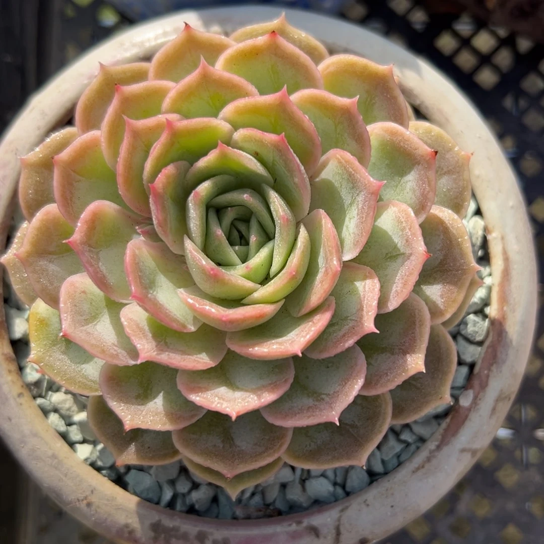 昂斯洛（满38包邮）多肉