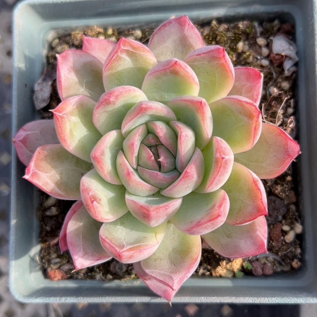 绿龙精控多肉38包邮