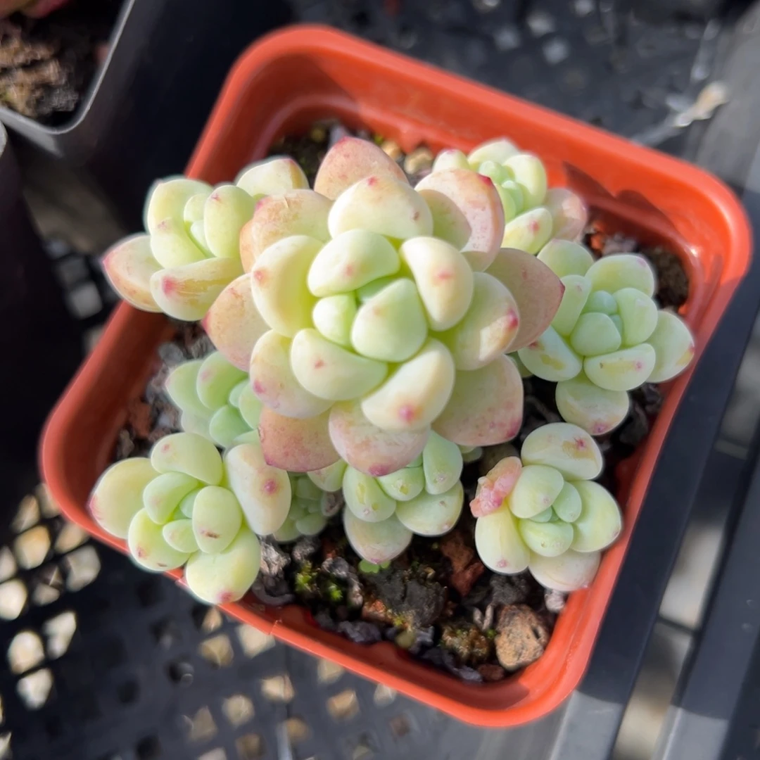 罗琦精控多肉38包邮