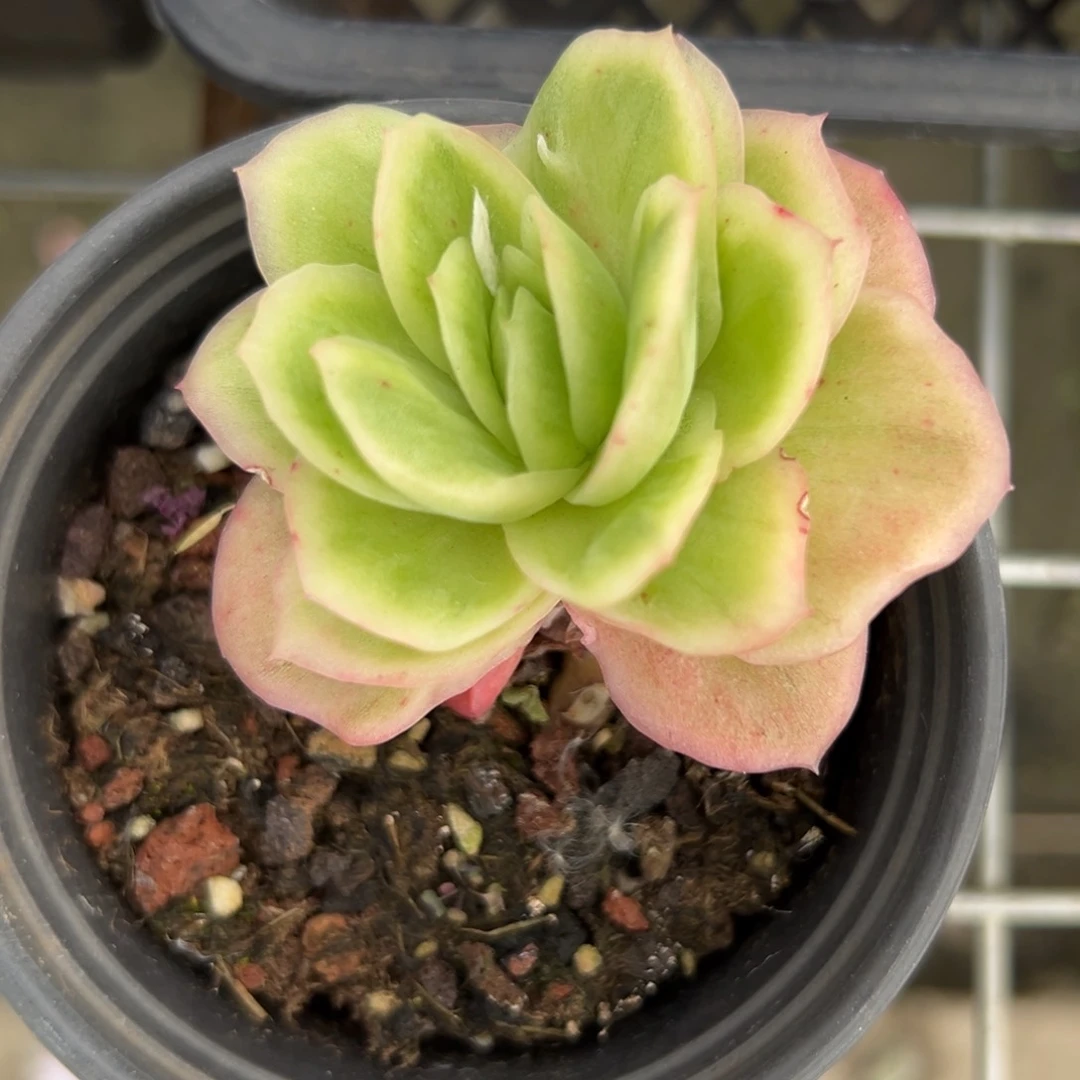 小蝴蝶冰玫瑰锦（38包邮一物一拍）