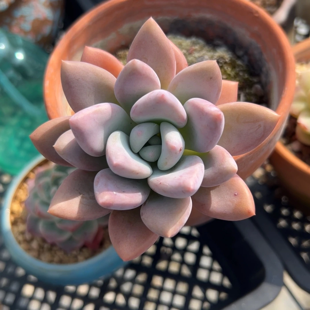 奥普精控多肉38包邮