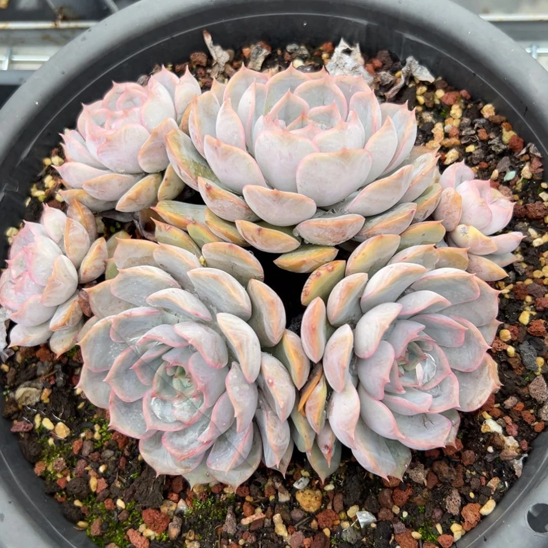 菲欧娜有砍精控多肉38包邮