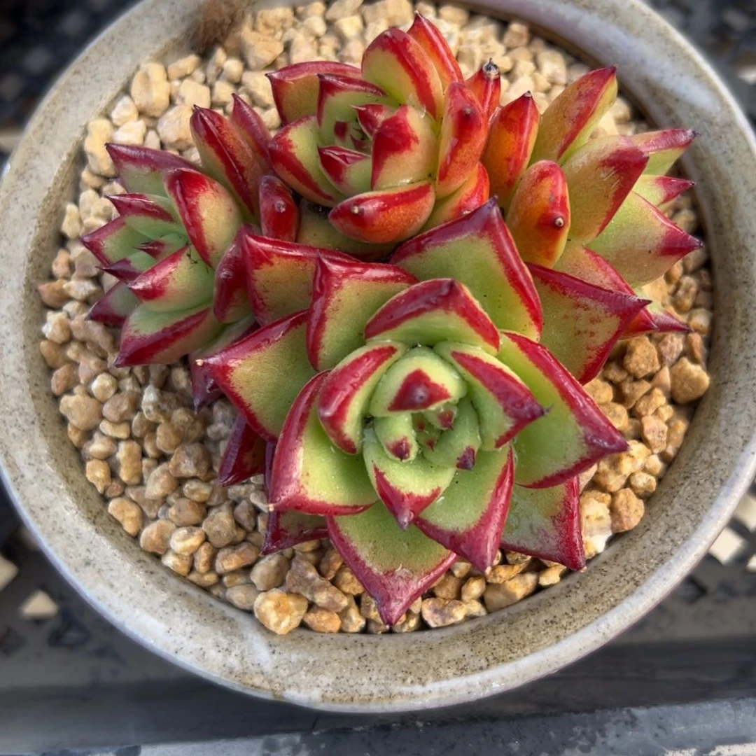 口红精控多肉38包邮