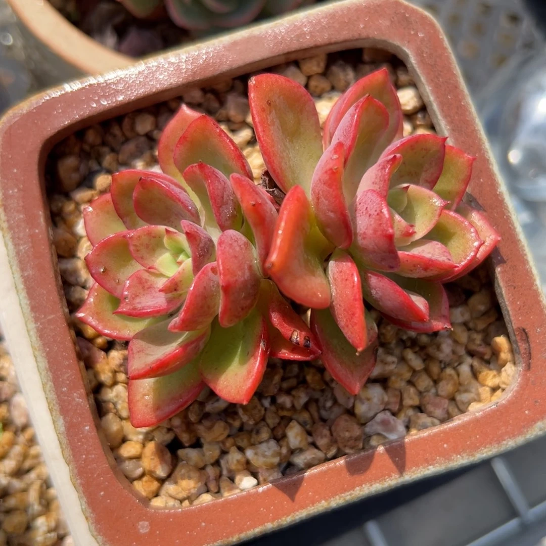 高贵（满38包邮）多肉