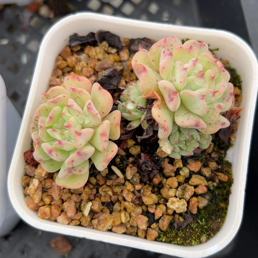 飞行少年（满38包邮）多肉