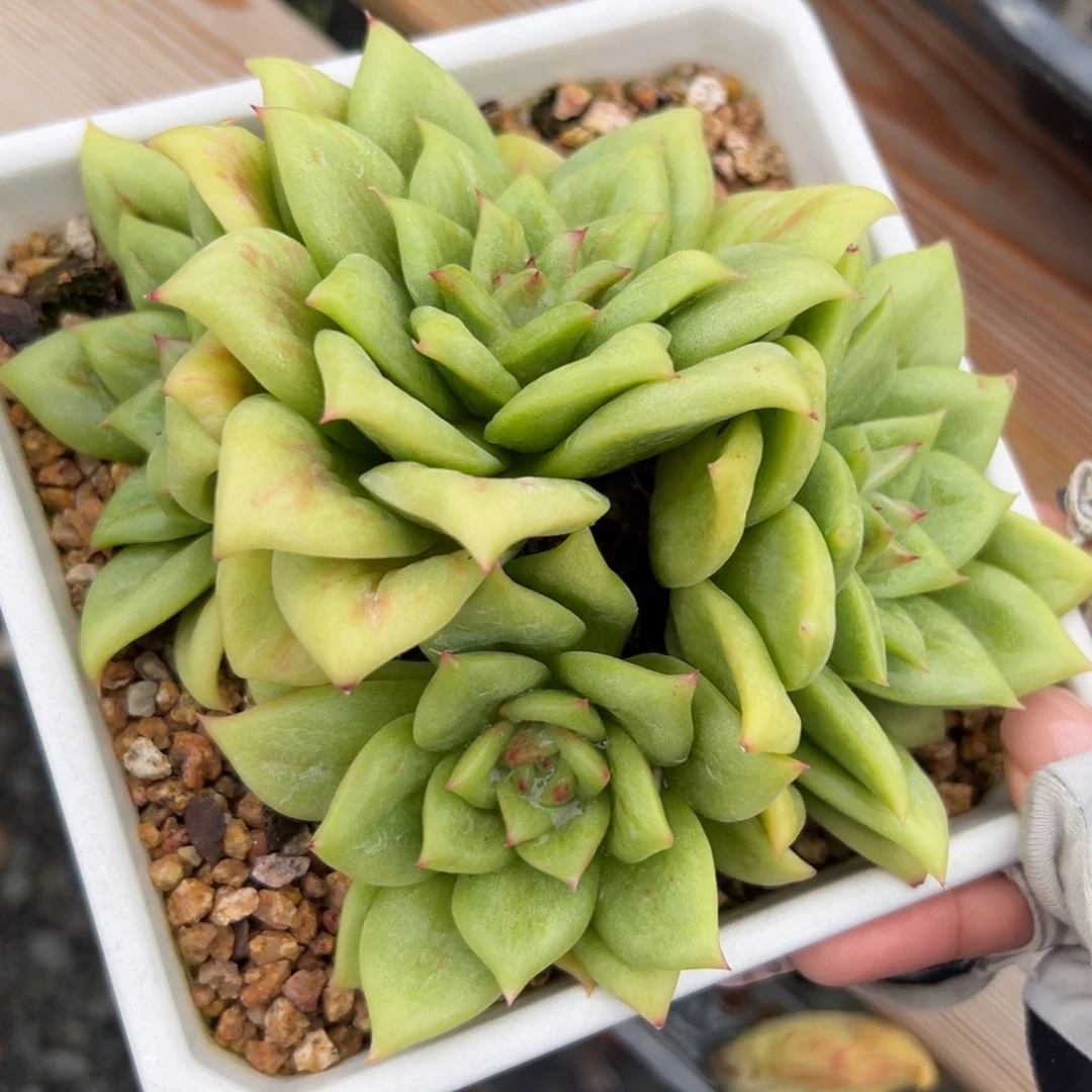 蔷薇玛丽亚锦（满38包邮）多肉