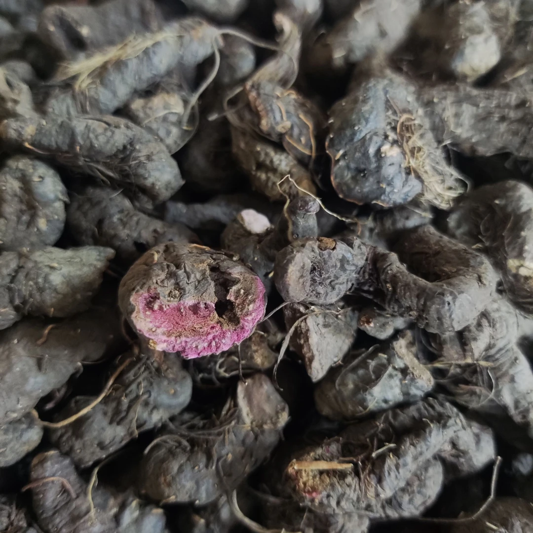 【杨哥山货】精选紫凤参泡酒煮水