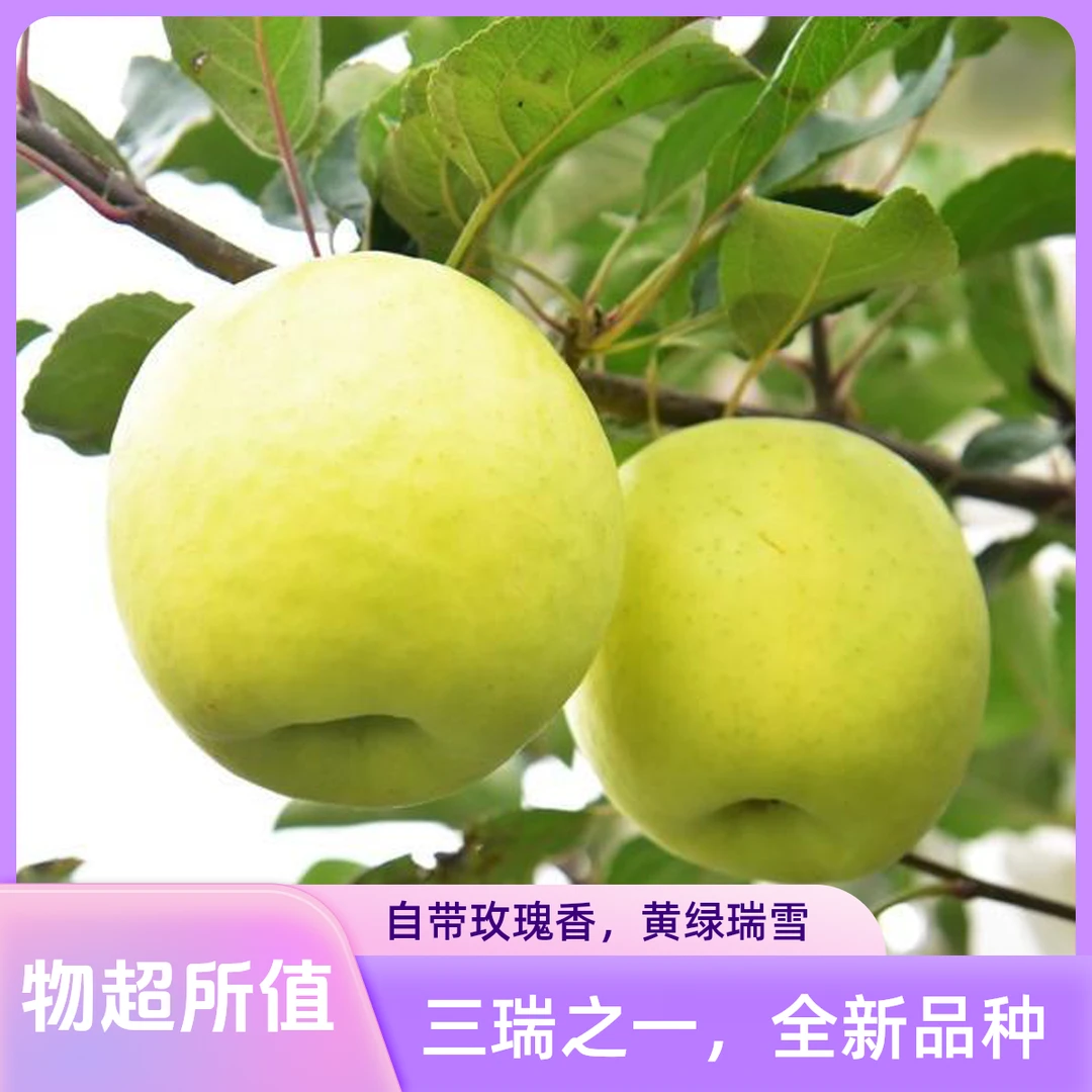 新槐农陕西新品种瑞雪清爽香甜，黄绿诱人，自带玫瑰香，三瑞之一。