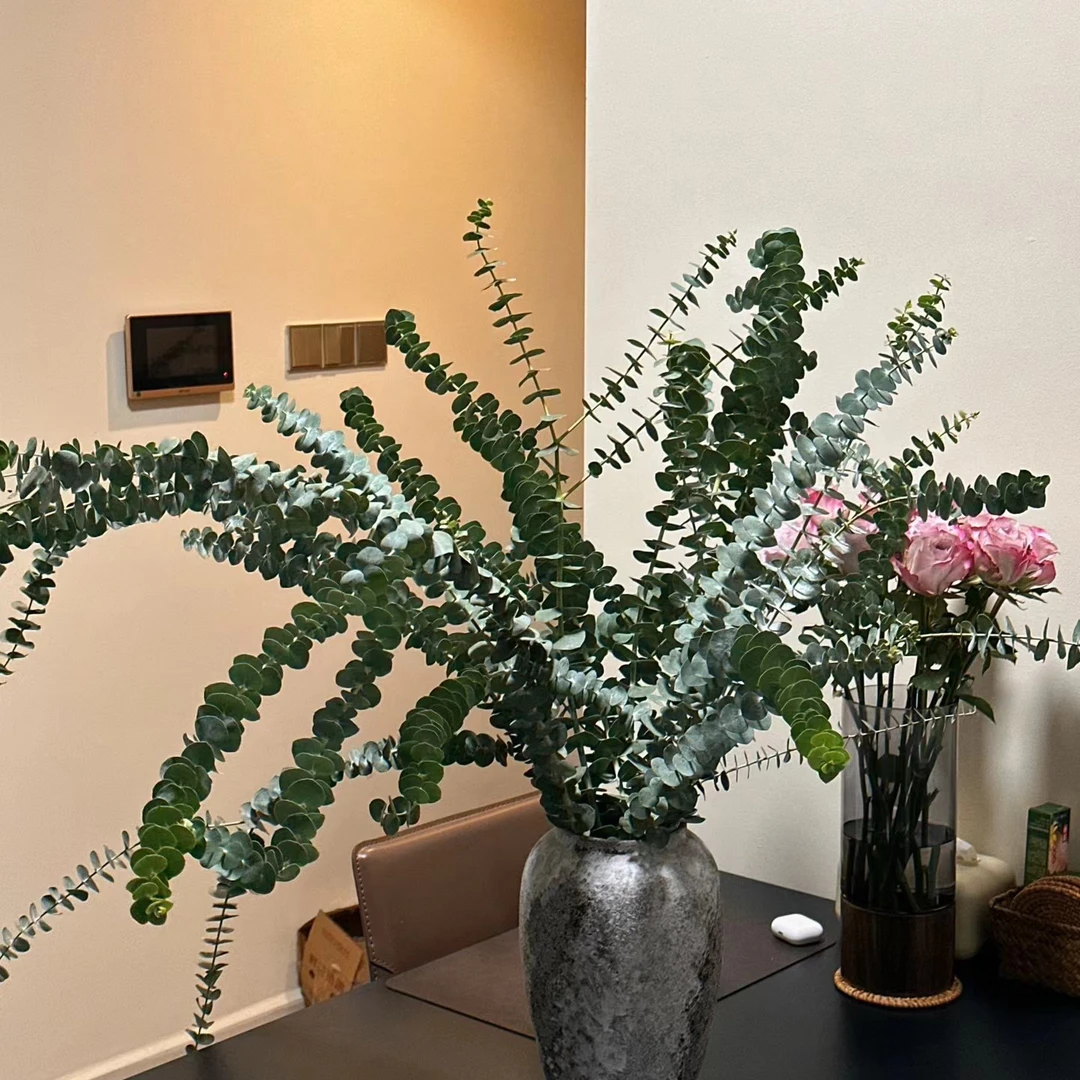 【香羿鲜花】尤加利叶一扎/同城免费配送