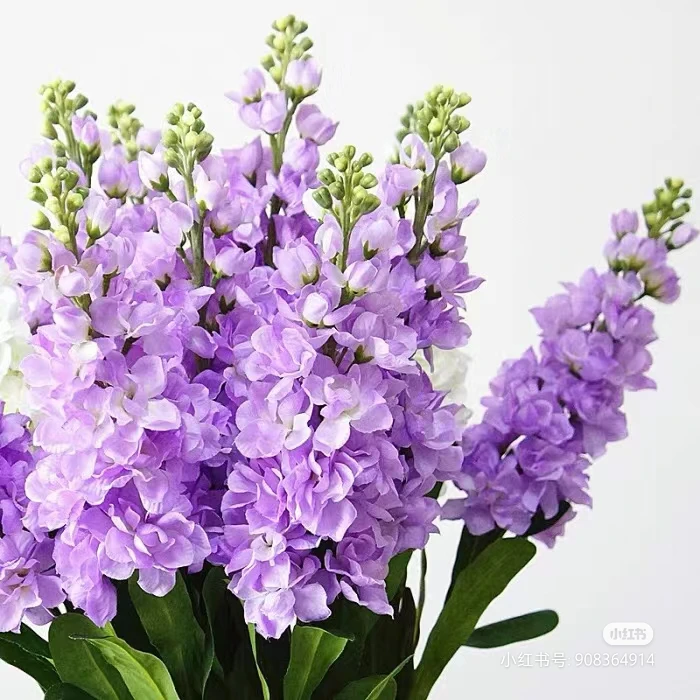 【香羿鲜花】紫色紫罗兰/全场任意满两单及以上包邮