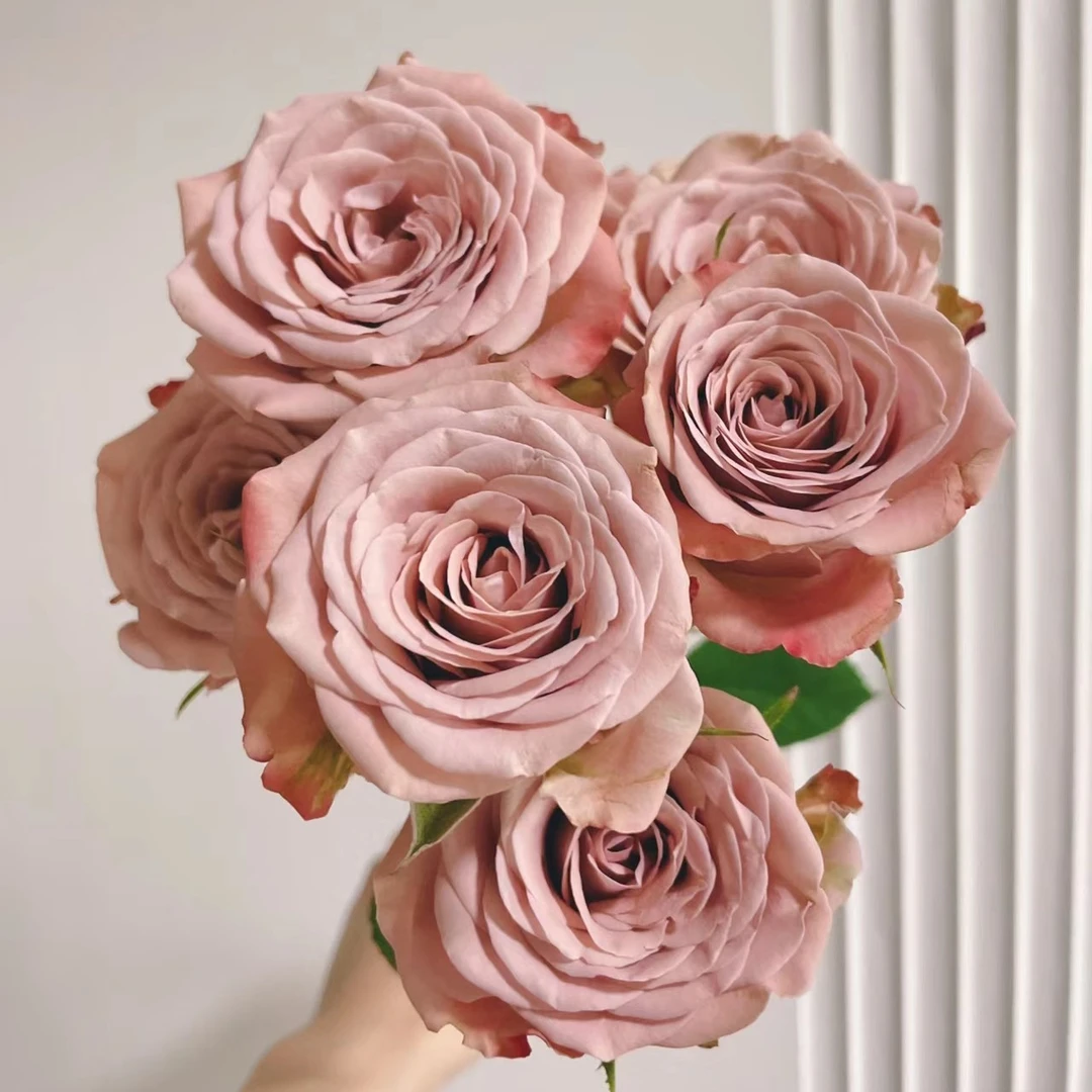 【香羿鲜花】卡布奇诺多头玫瑰一扎/同城免费配送