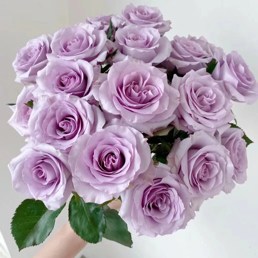 【香羿鲜花】海洋之歌玫瑰（花头很小介意勿拍/全场满两单及以上包邮