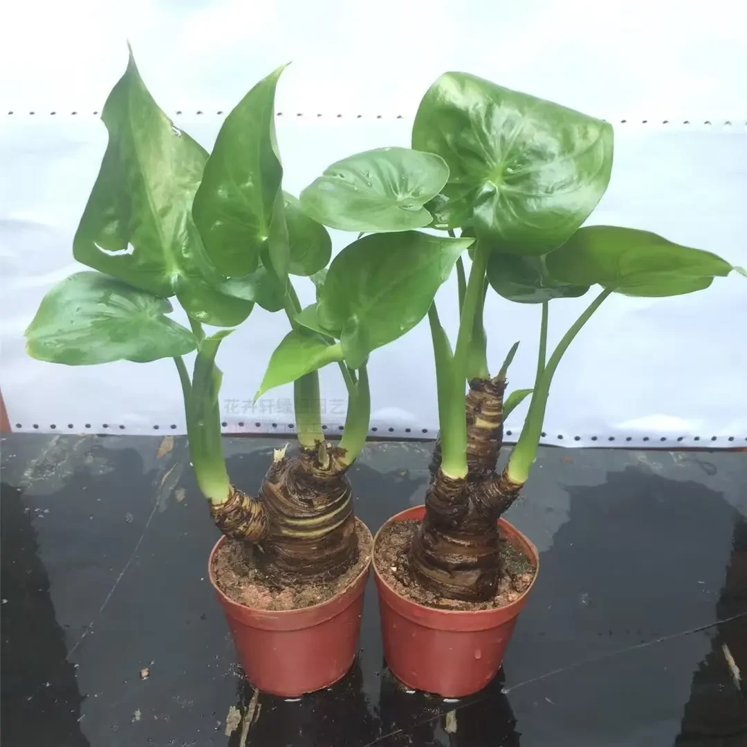 水培小叶千手观音盆栽滴水观音观叶植物室内桌面盆景净化空气绿植