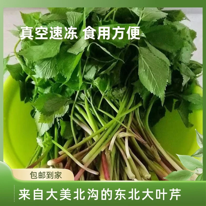 东北特产速冻大叶芹辽宁新鲜山野菜山芹菜真空速冻