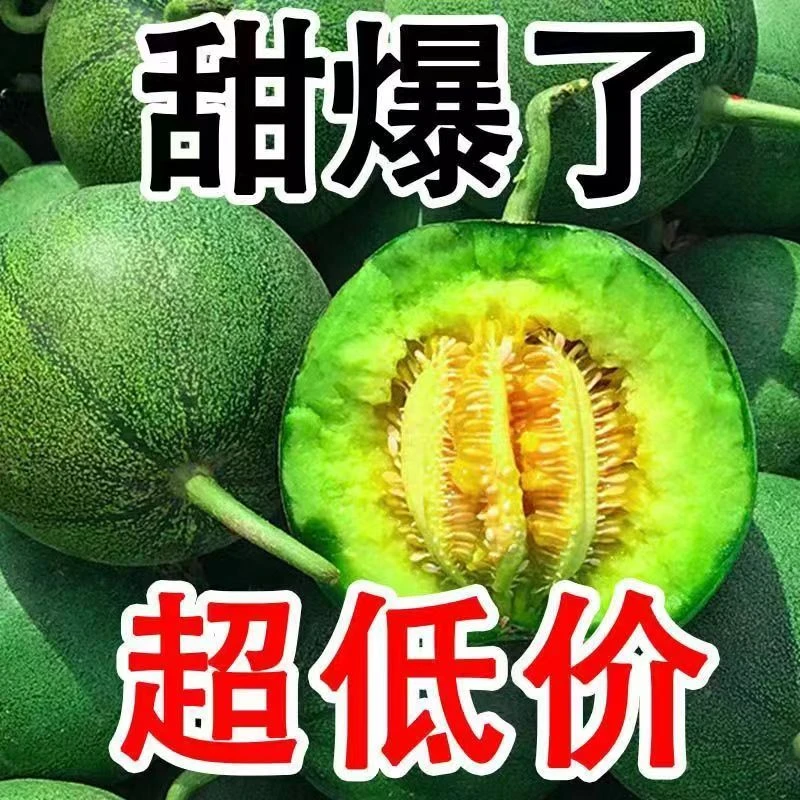 山西正宗绿波特甜瓜高山果园现摘现发新鲜直发水果甜脆多汁
