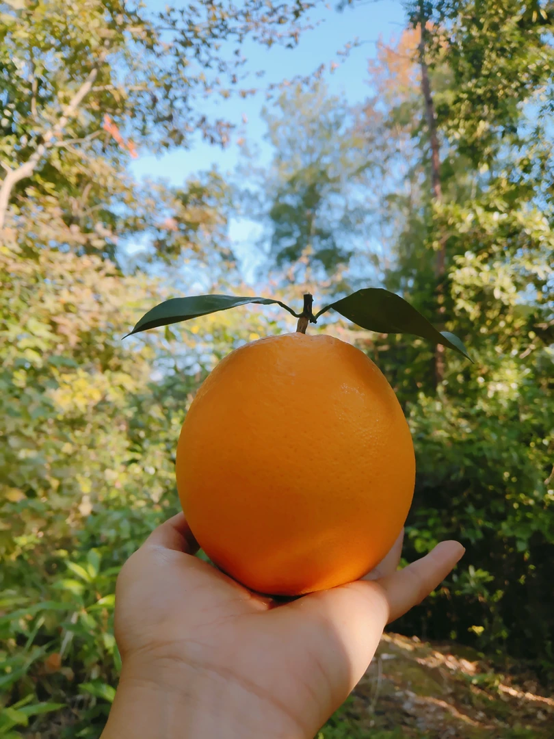 【坏果包赔】江西赣南脐橙，新鲜农家自然种植现摘细腻爆汁多汁快递