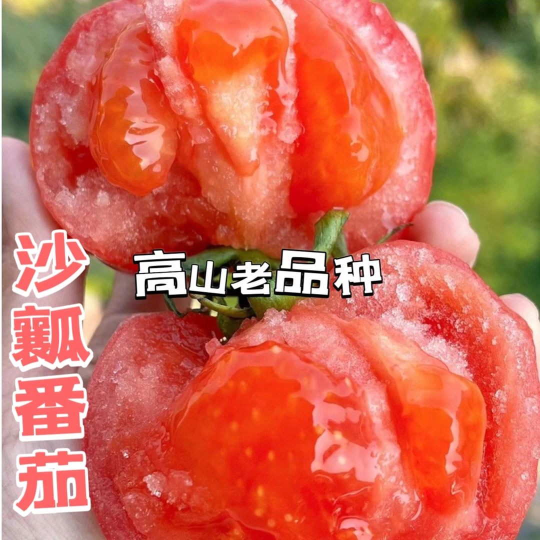 【高山番茄】攀枝花米易沙瓤番茄自然熟生吃新鲜水果蔬菜包邮5斤