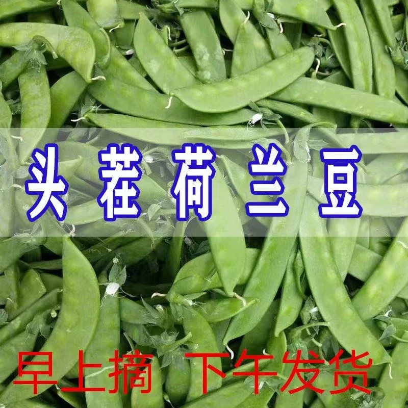 【小林哥】现摘荷兰豆新鲜脆甜豆荚当季蔬菜豌豆角露天种植3/5/9斤