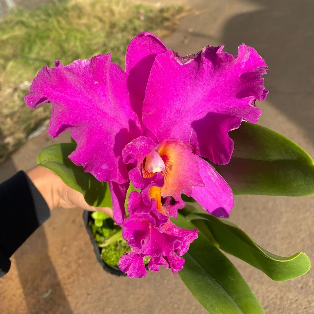 日盛卡特兰盆栽浓香型室内外阳台客厅多年生好养易活带香味兰花