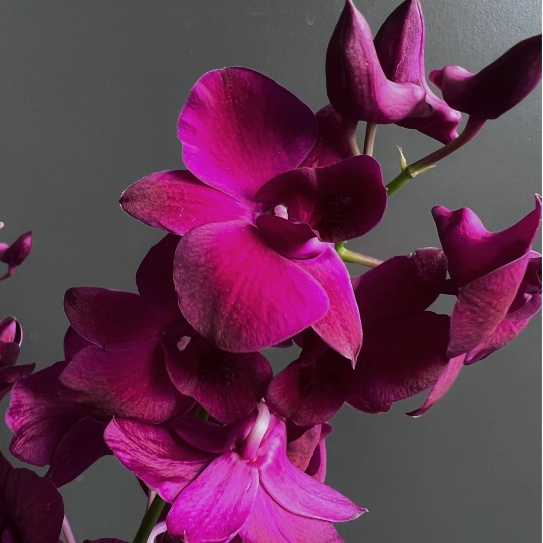 红猫秋石斛兰盆栽室内阳台好养兰花花卉多年生客厅石斛花观花植物