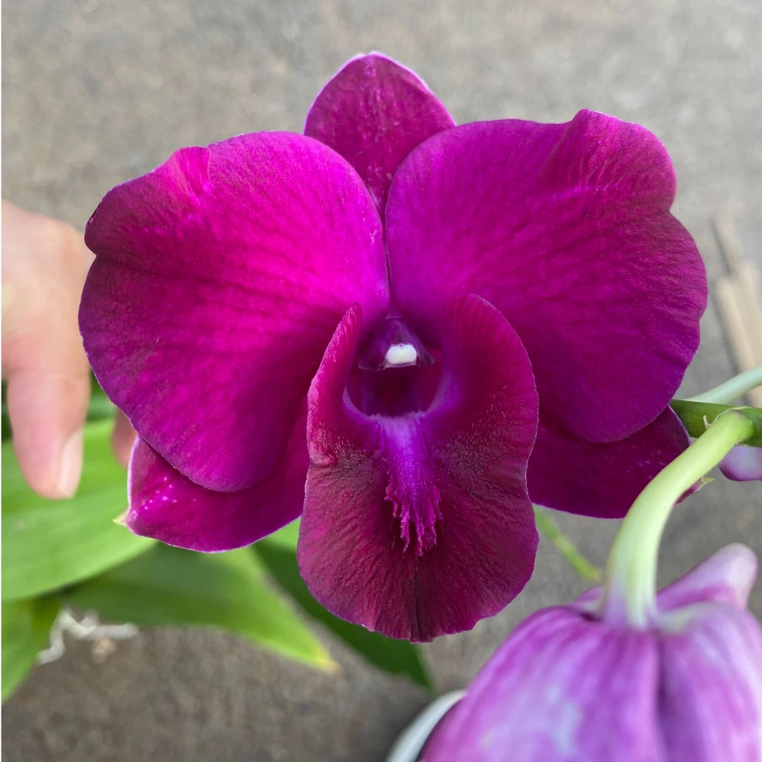 熊猫石斛兰盆栽耐热好养大花兰花花卉室内外客厅阳台多年生秋石斛