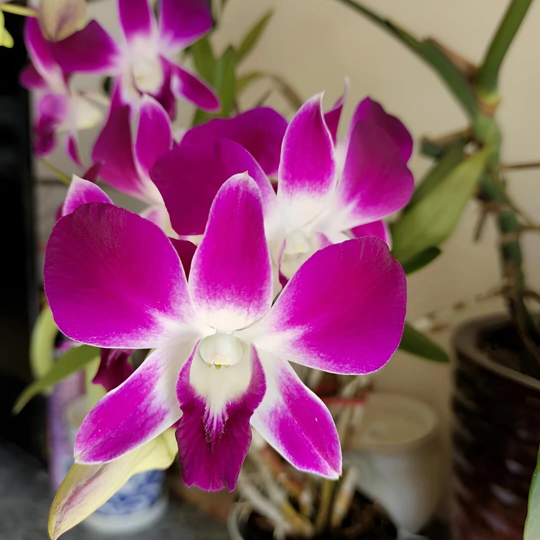 三亚阳光石斛兰盆栽耐热好养多年生兰花花卉室内外阳台客厅石斛花